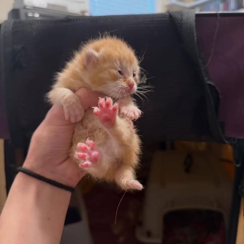 Biscuit
