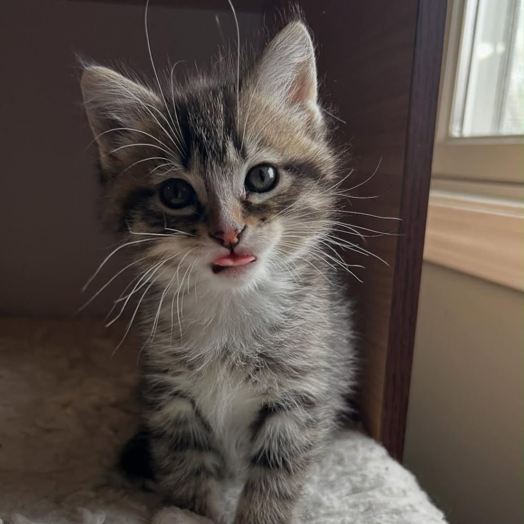 Finn