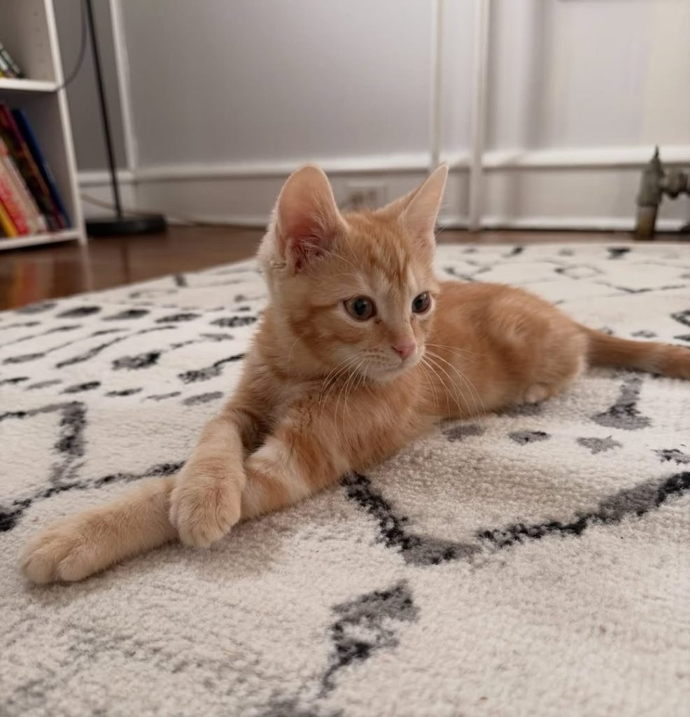 Marmalade