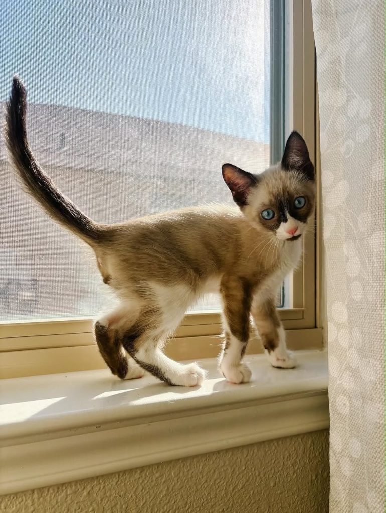 Nova