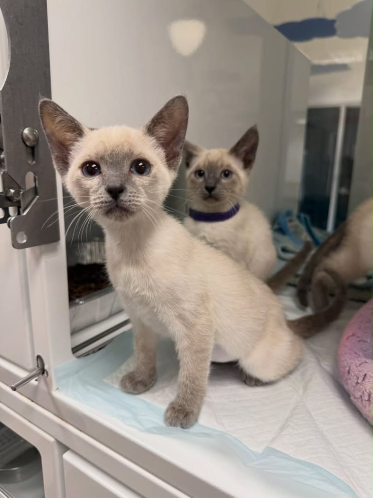 Pearl & Luna
