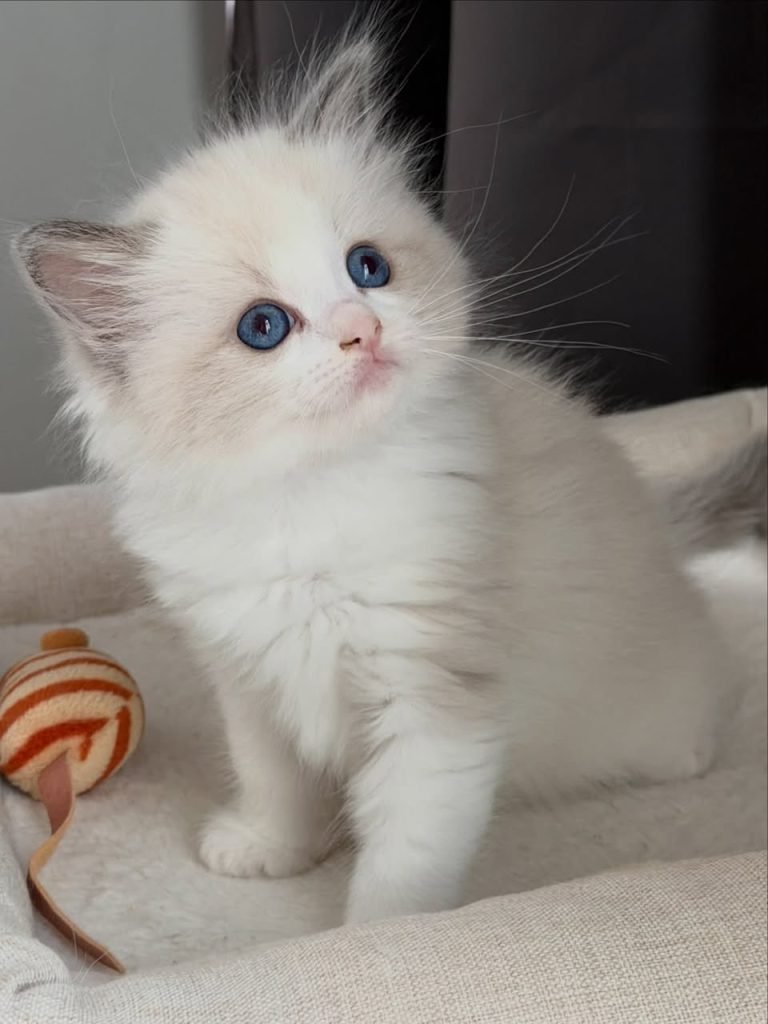 Pearl