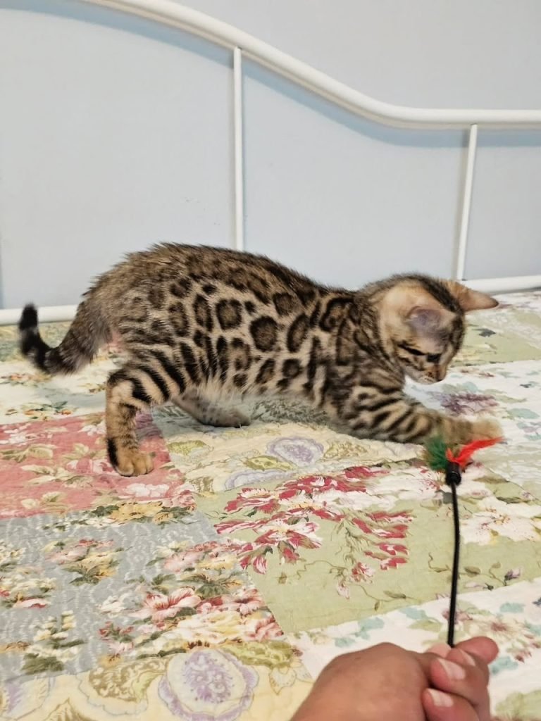 Raja