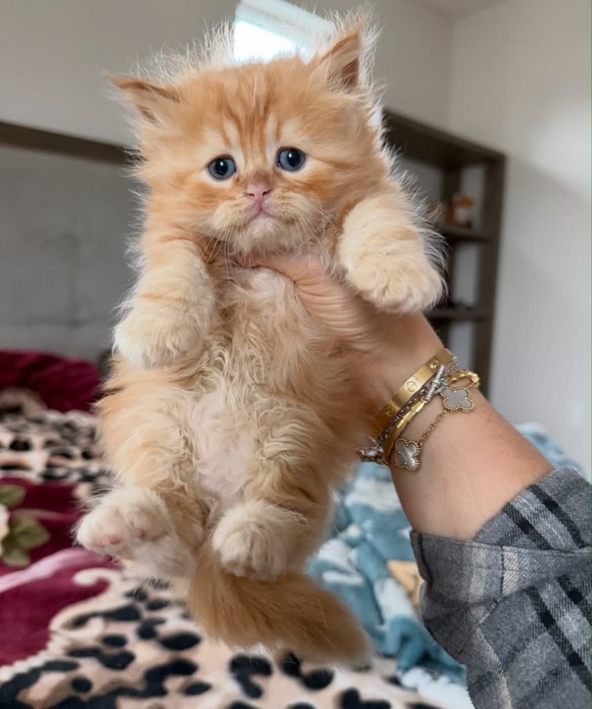 Saffron