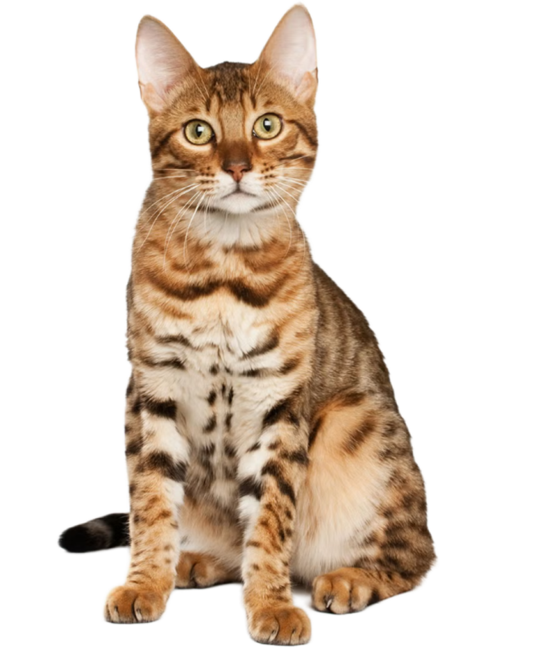 Bengal