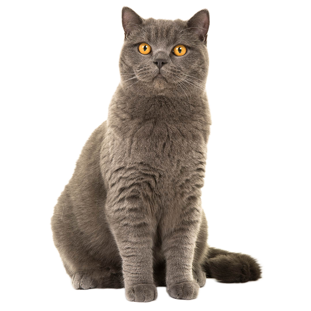 British Shorthair kitten