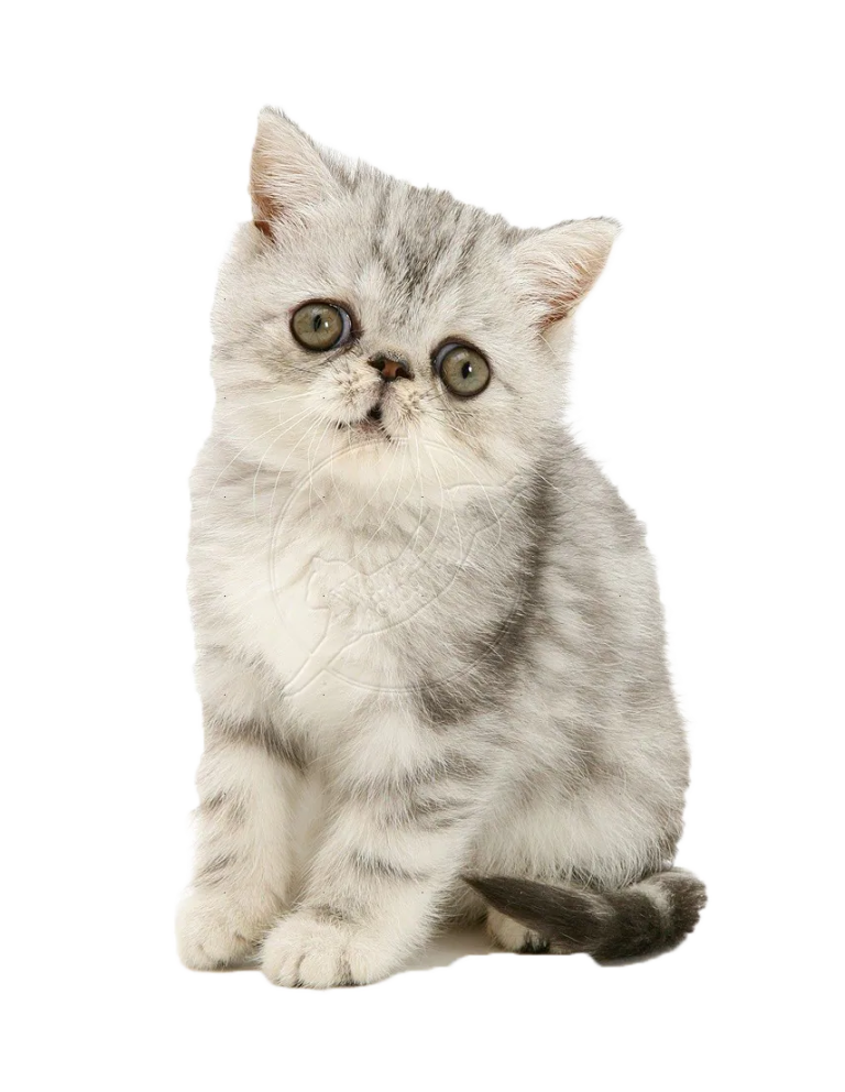 Exotic Shorthair