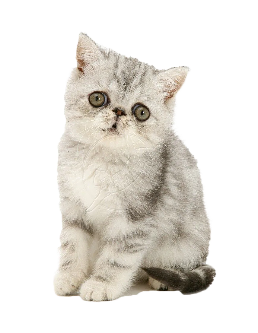Exotic Shorthair kitten