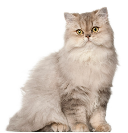 Persian