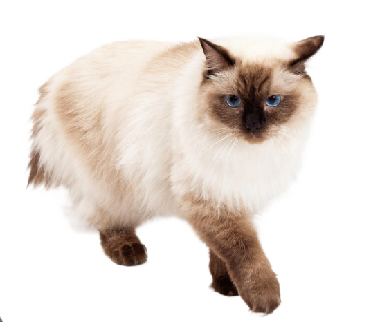 Ragdoll