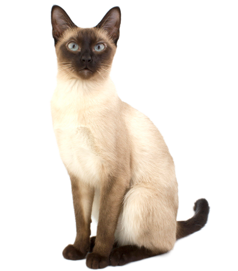 Siamese